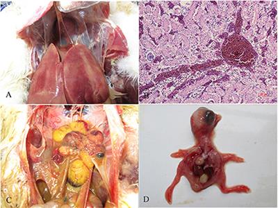 Whole-genome sequence and pathogenicity of a fowl adenovirus 5 isolated from ducks with egg drop syndrome in China